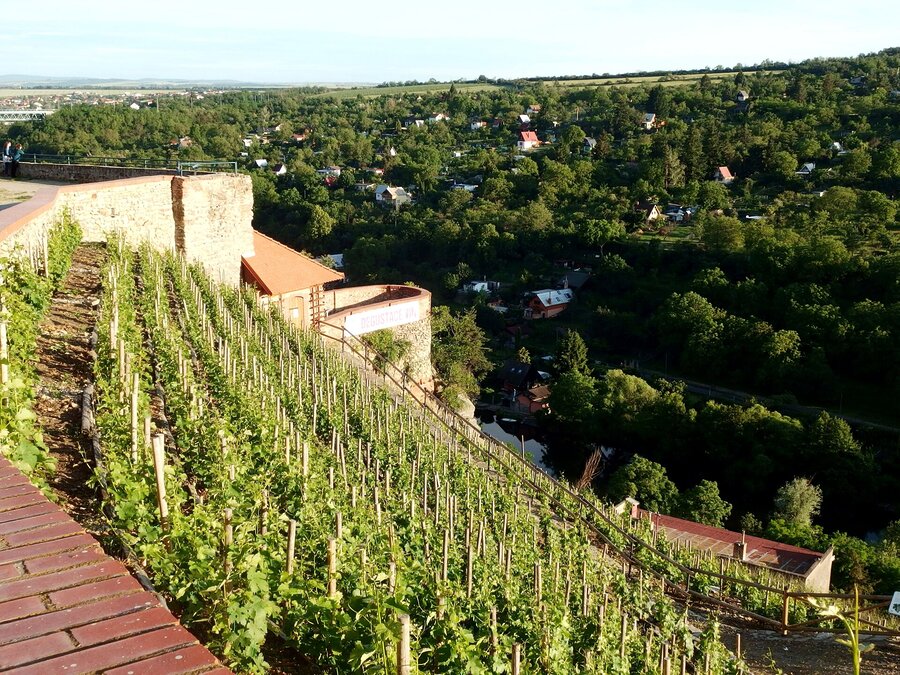 Ścieżka Winiarska Znojmo