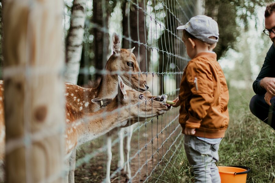 Chłopiec karmiący jelenia w parku zwierząt