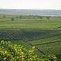 Rzędy winorośli na falistych wzgórzach